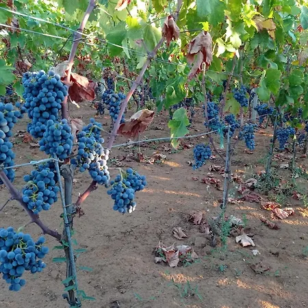 Villa My Mediterranean With Huge Garden And Own Parking