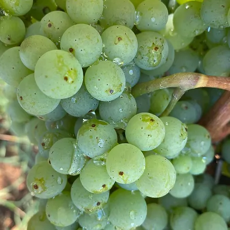 My Mediterranean With Huge Garden And Own Parking * Lumbarda