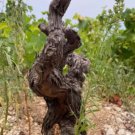 My Mediterranean With Huge Garden And Own Parking Willa Lumbarda