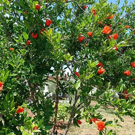 Willa My Mediterranean With Huge Garden And Own Parking *