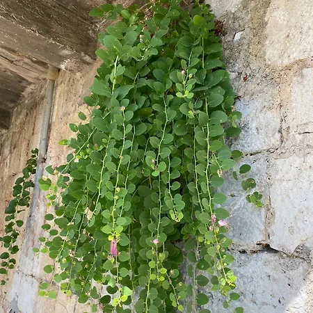 Willa My Mediterranean With Huge Garden And Own Parking Lumbarda