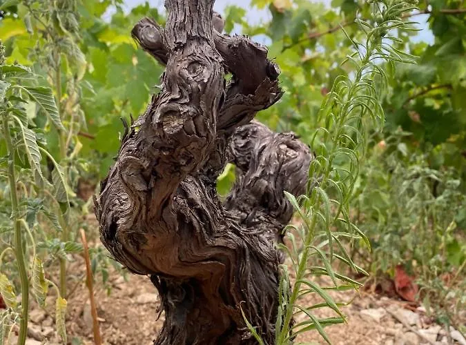 My Mediterranean With Huge Garden And Own Parking Villa Lumbarda