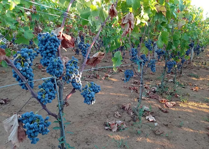 Villa My Mediterranean With Huge Garden And Own Parking