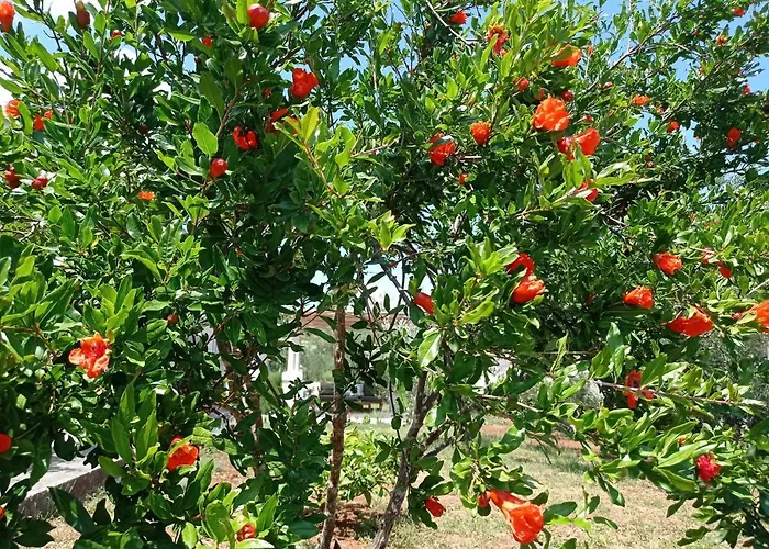 Villa My Mediterranean With Huge Garden And Own Parking *