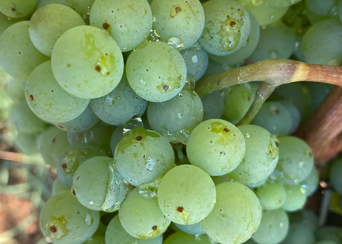 My Mediterranean With Huge Garden And Own Parking * Lumbarda