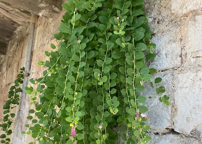 Villa My Mediterranean With Huge Garden And Own Parking Lumbarda